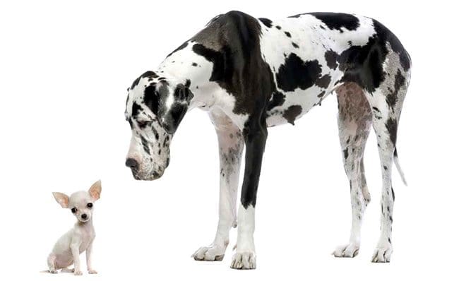 great-dane-and-small-chihuahua