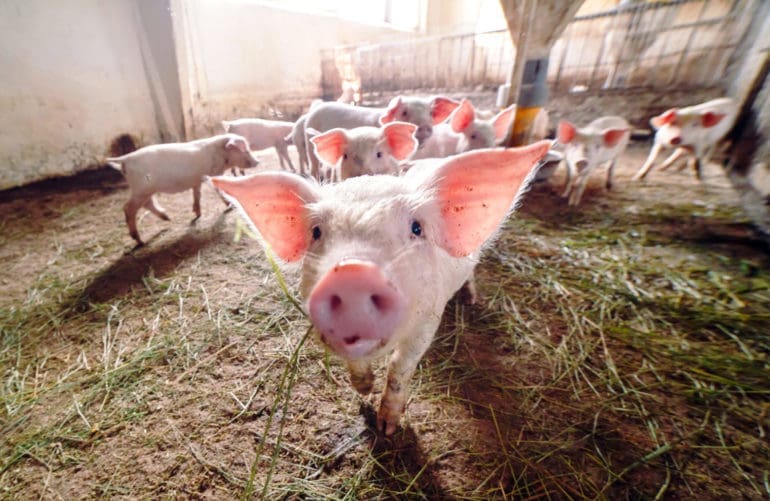 pig co2 harm