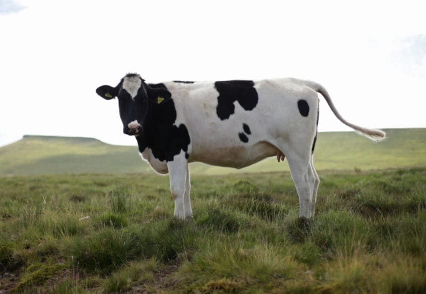 cows