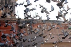 Birds on a building
