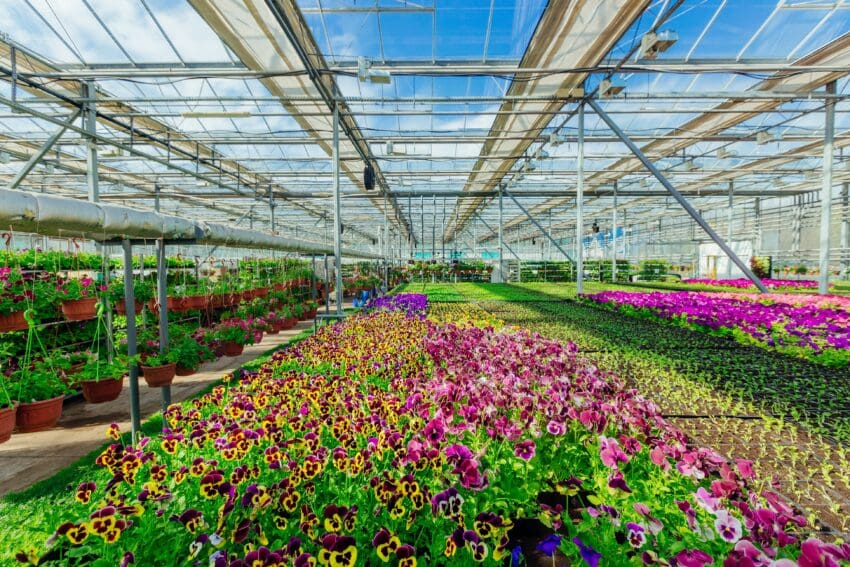 Nurseries and garden centres in Britain and Europe are raising alarms over the inefficiencies of new post-Brexit border posts, which are causing delays, damage, and significant extra costs for plant importers.