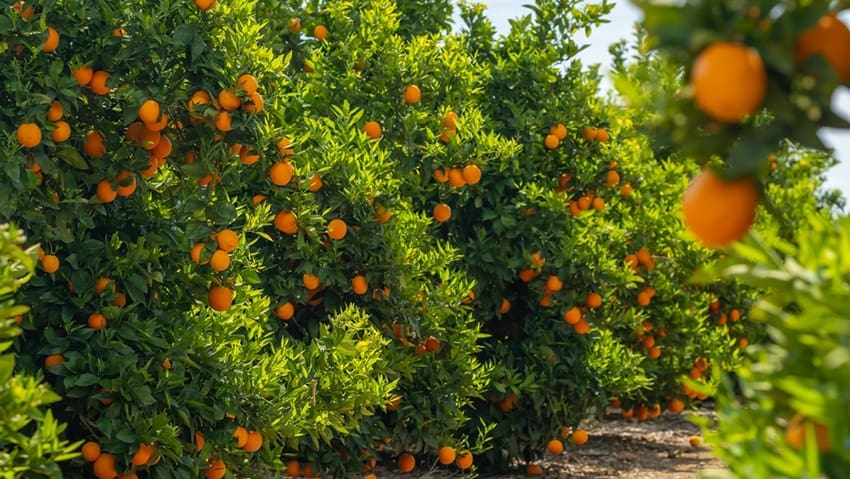 In 2022, a frozen fruit company quietly launched in Spring, Texas.