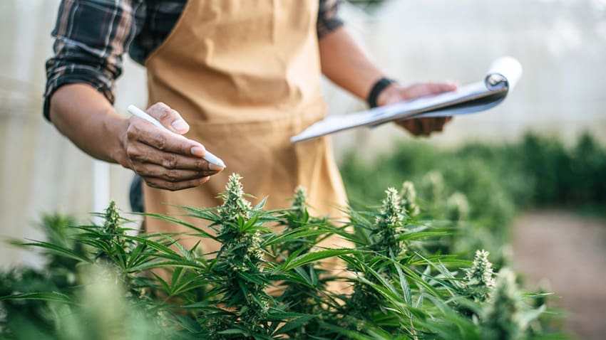 Few industries appear from nothing and reach billions in annual sales within a few years. Canada's legal cannabis sector is one of them, built from a standing start after recreational use was legalised in 2018.