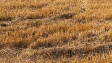 Richard Alvin argues the 2026 drought could rival 1976 and, with Reeves's tax raid and wildflower subsidies, asks who will be left to grow Britain's food.