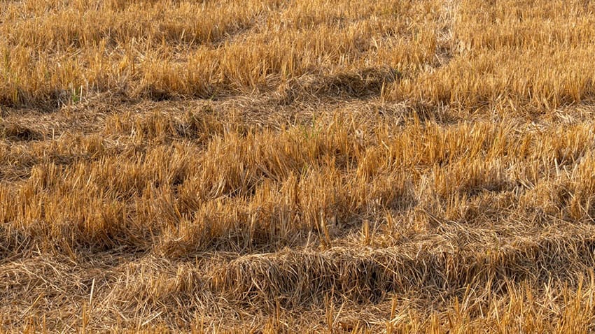 Richard Alvin argues the 2026 drought could rival 1976 and, with Reeves's tax raid and wildflower subsidies, asks who will be left to grow Britain's food.